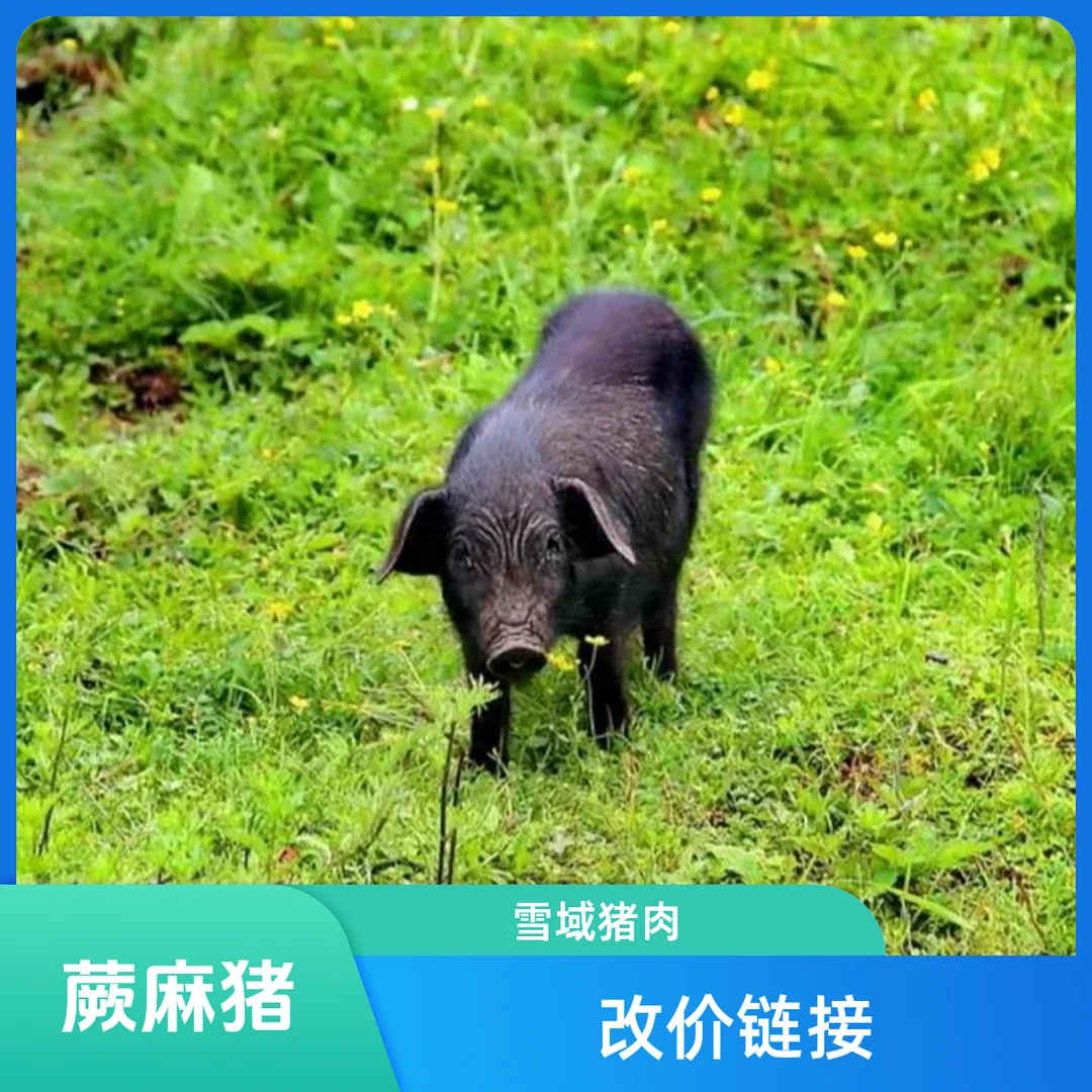 no.1雪域跑山蕨麻猪上称改价链接