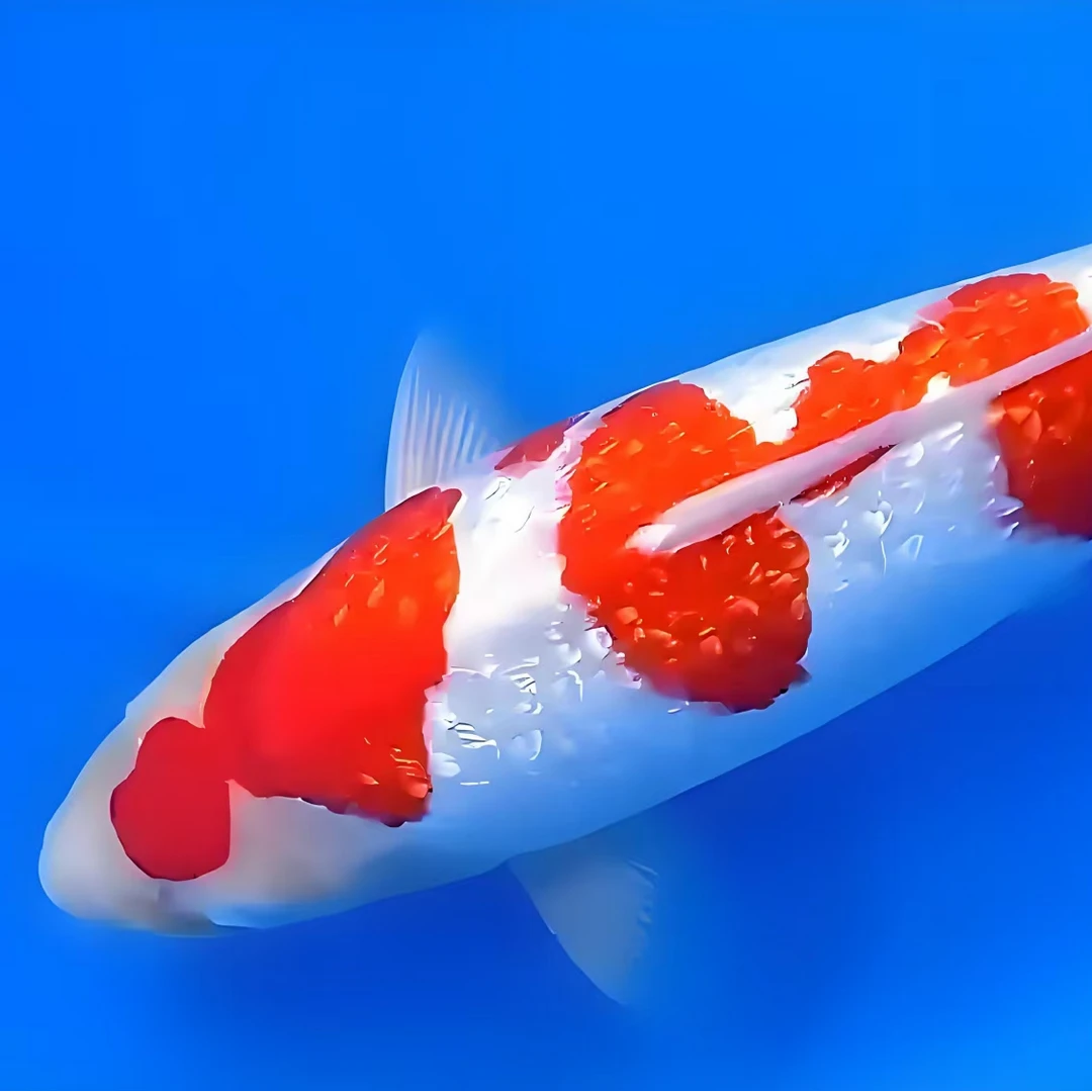 不包邮 包活到家 锦鲤观赏鱼 各种锦鲤 图片仅供参考实物以直播间