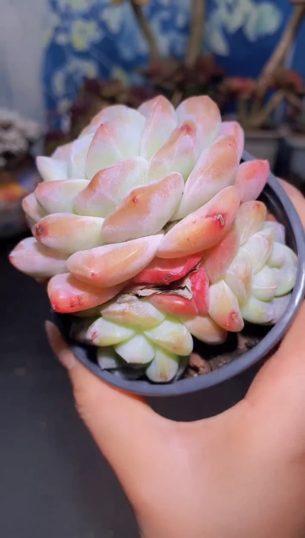 【闪购商品】889宝石冰