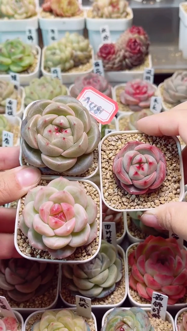 【闪购商品】A481青露小香玉和黄鹂