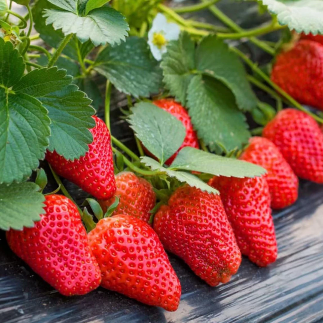 草莓种子四季播种白草莓种籽子阳台盆栽蔬菜庭院室外水果蔬菜种子