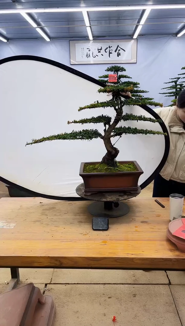 【闪购商品】高端盆景一物一拍，所见即所得