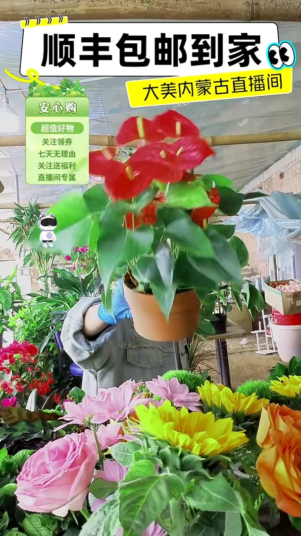 完全开放水培红掌