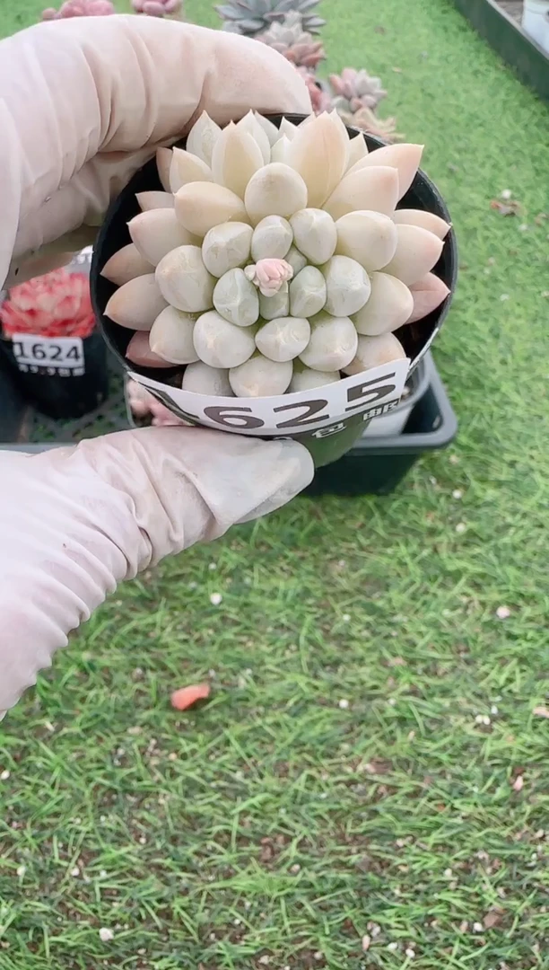 【闪购商品】信福多肉一物一拍