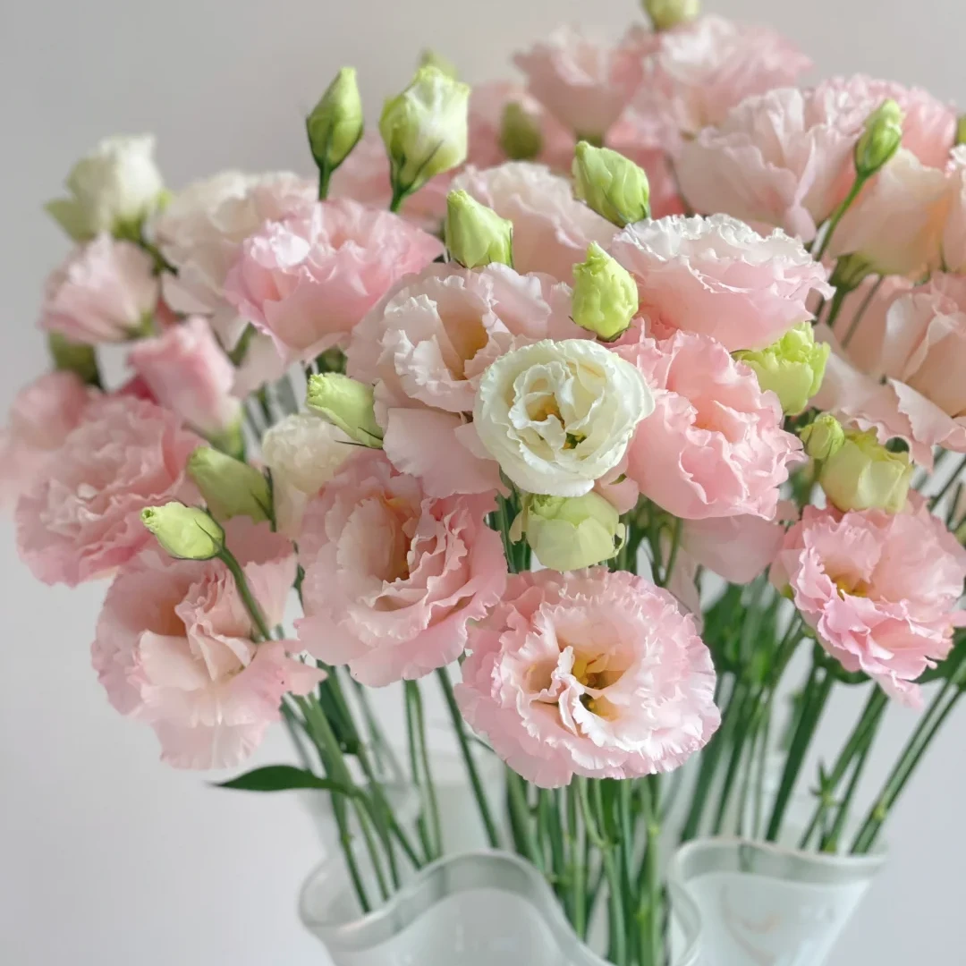 肉粉色洋桔梗400g【全店任意两件发顺丰京东】云南鲜花基地直发家用