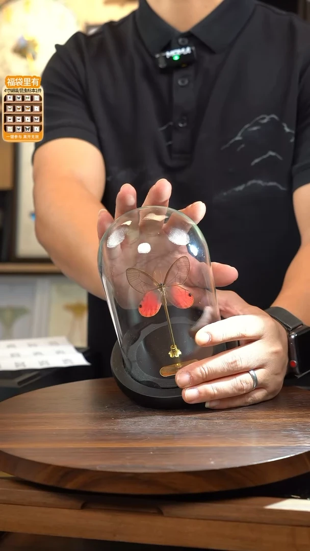 玫瑰绡眼蝶小号玻璃罩