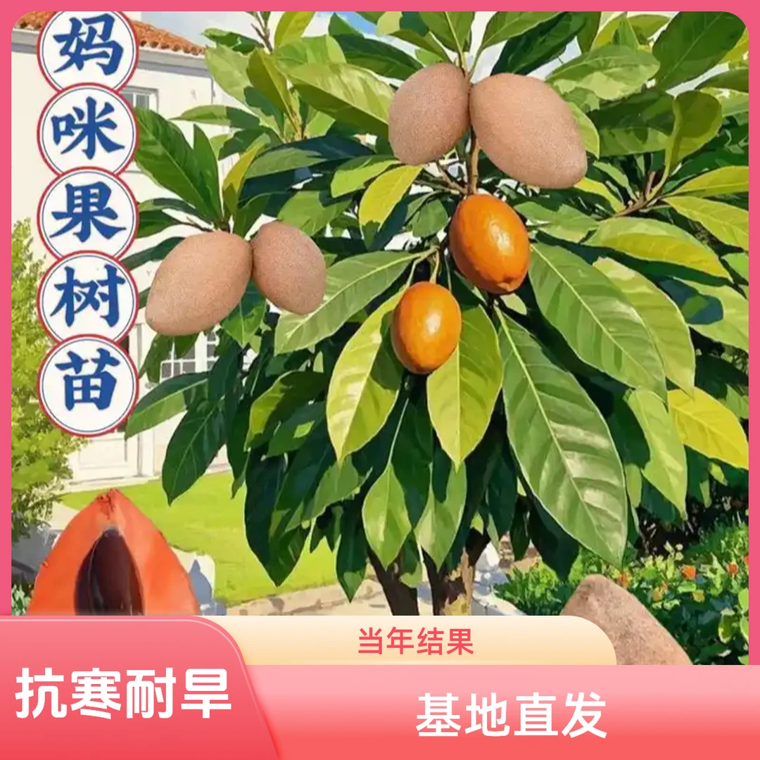 妈咪果树苗马加纳抗寒品种四季南方种植盆栽庭院阳台马梅果苗