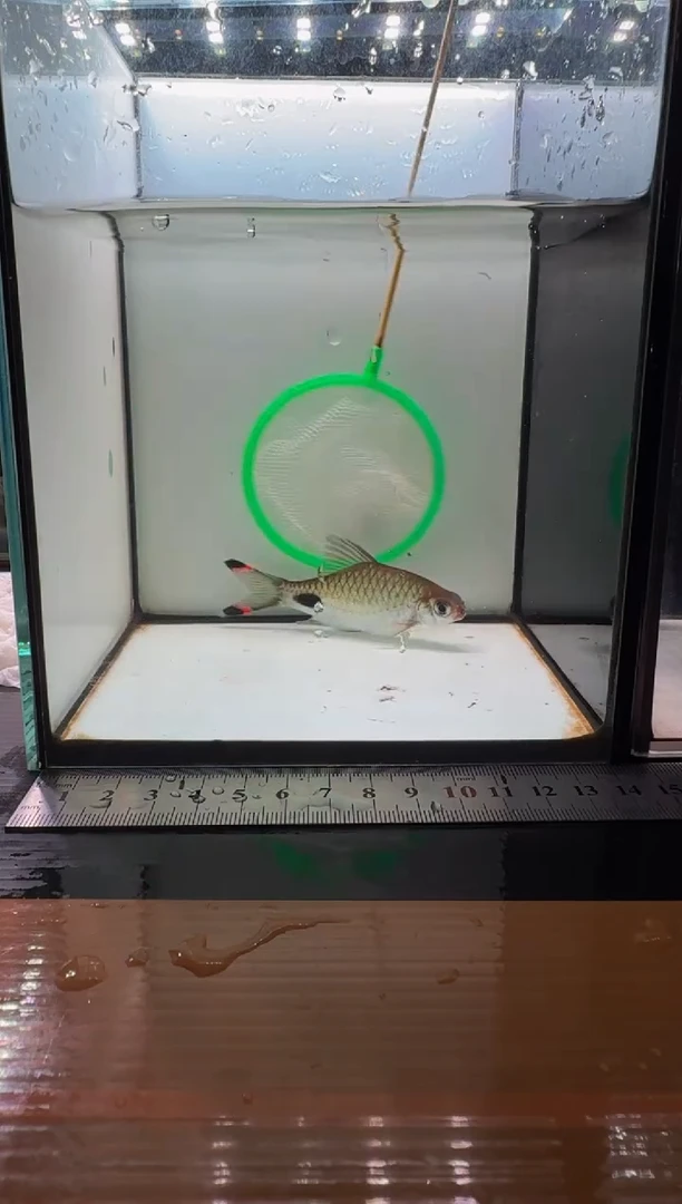 工具鱼红杂蓝1111