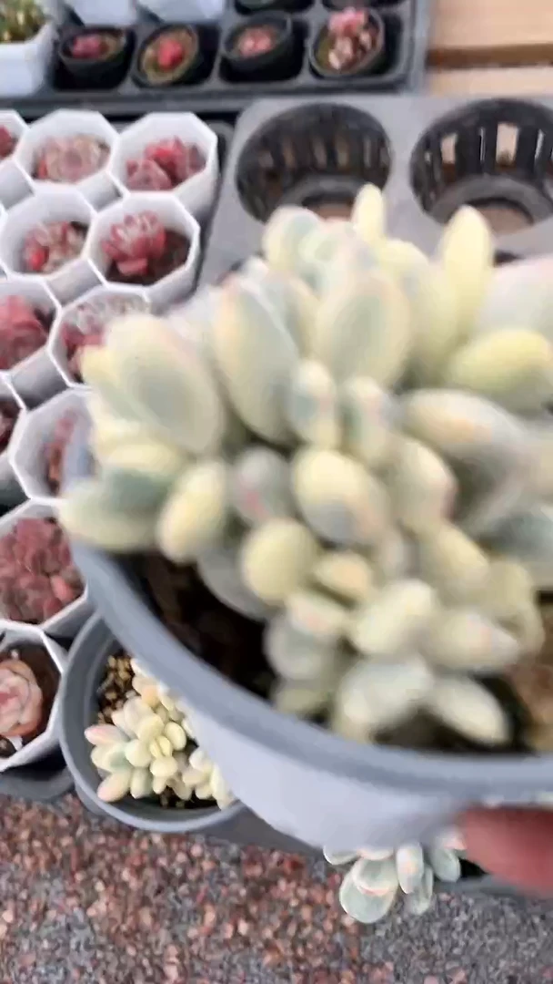 【闪购商品】90盆乒乓福娘锦多肉