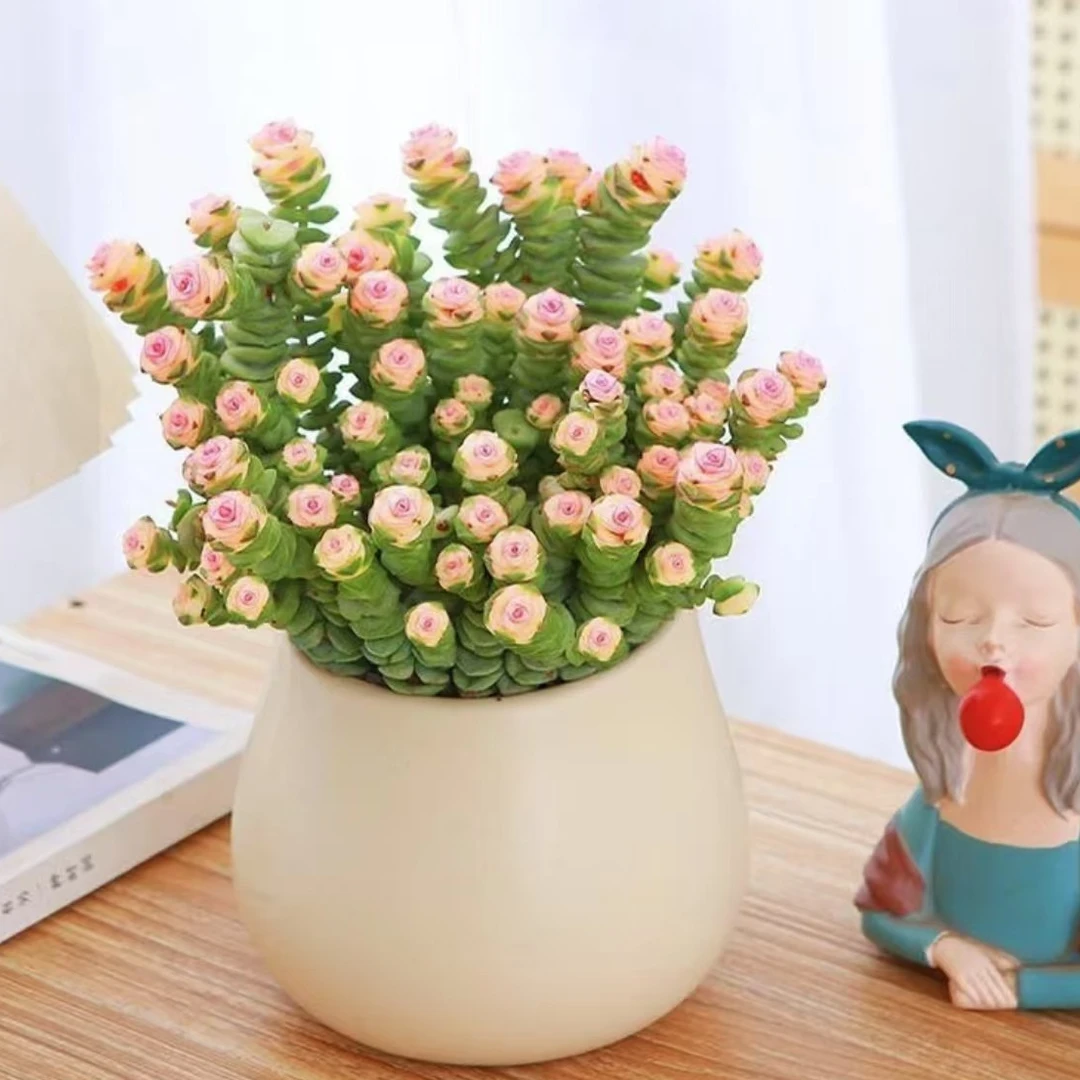 【嘉年华多肉】彩虹钱多多（带盆带土）拍一发二 包邮！！