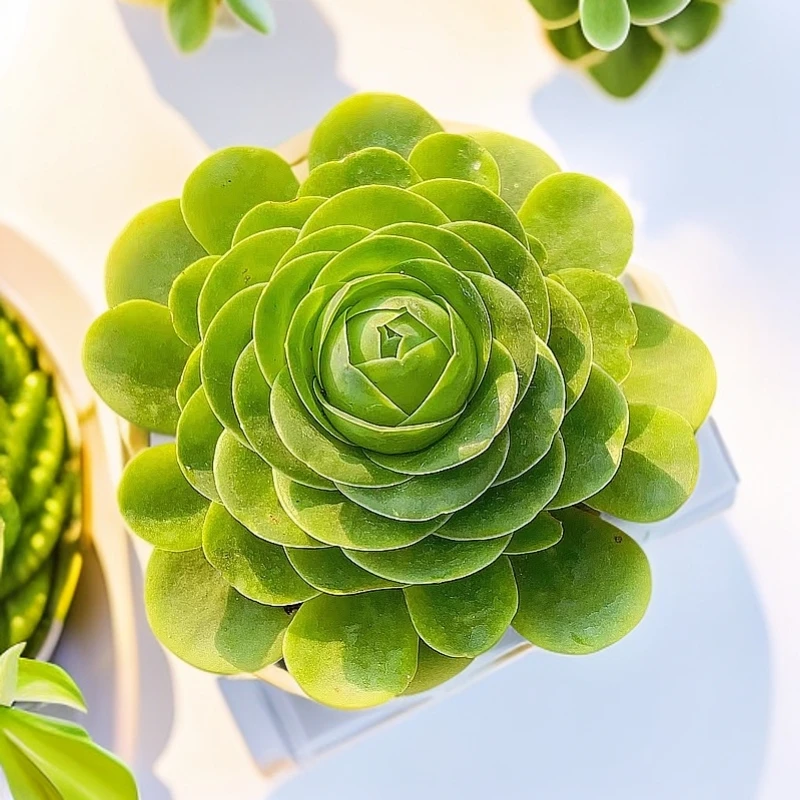 鸡蛋玫瑰5盆 脱土发多肉植物【多肉满15包邮】新手好养耐寒懒人植物