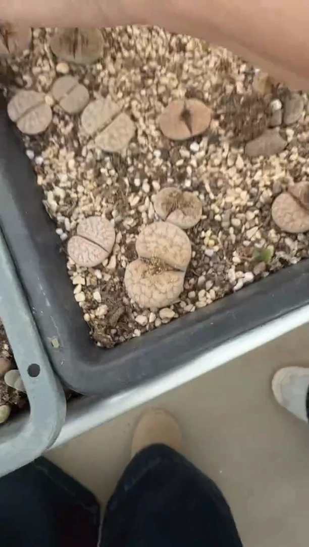 多肉植物肉锥31-125