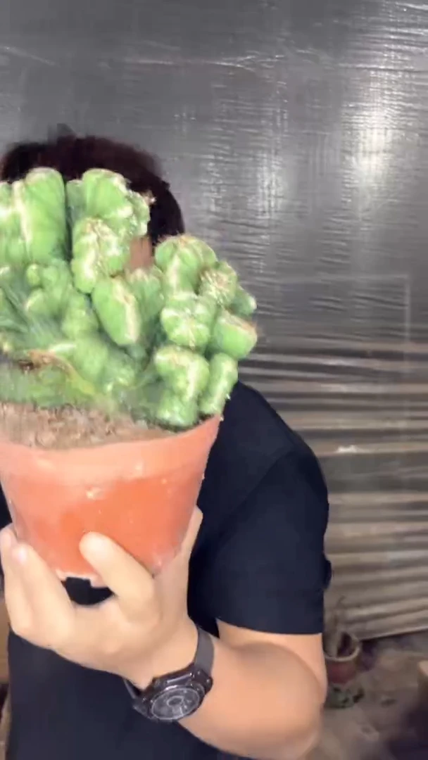 虎头山【带根】14-20cm