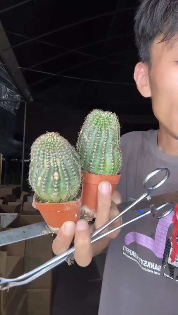 自根粉红女郎两颗=======