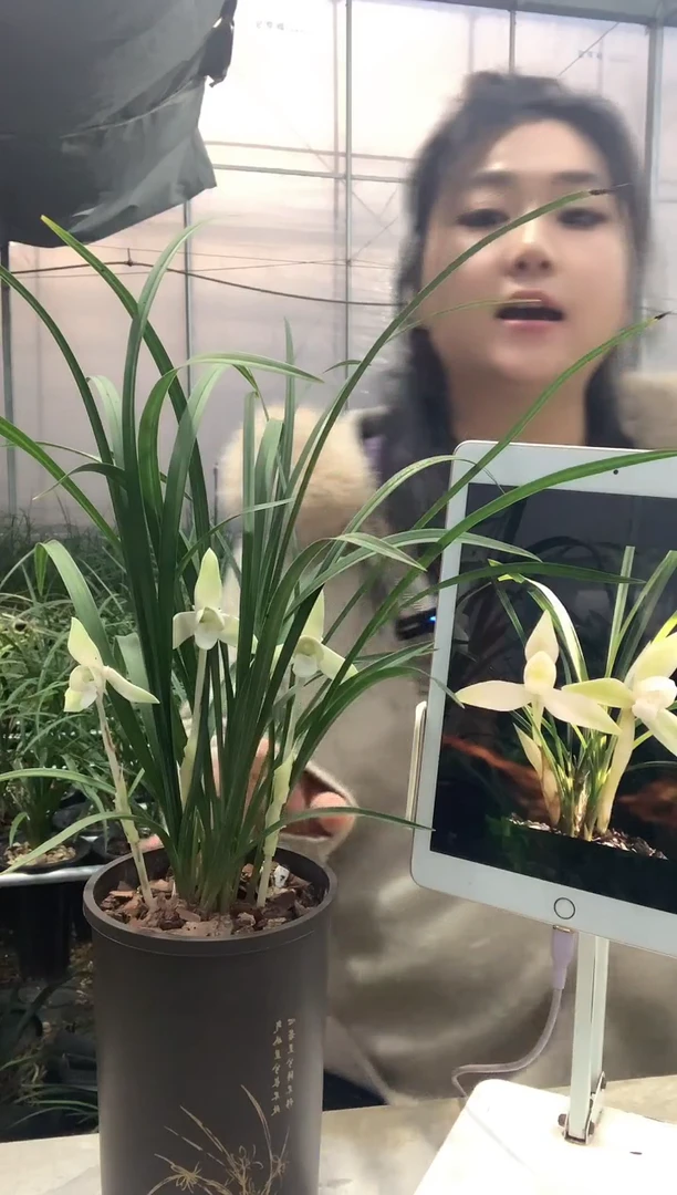 当前无花栽培后可以开花白雪冰心6苗带花种好发货