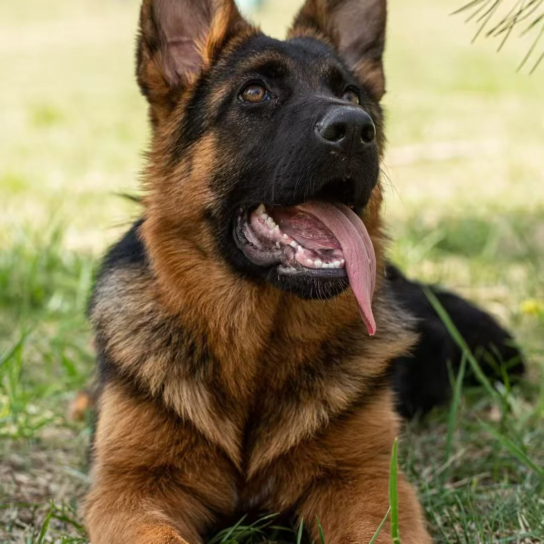 (万和德牧)T狗狗活体