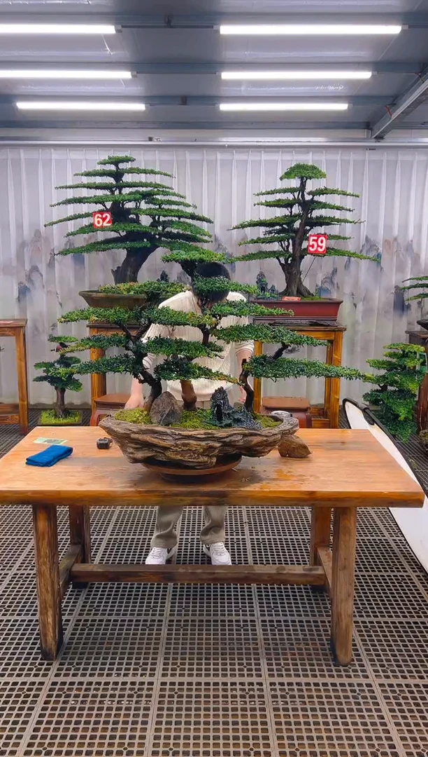 无花朵精品盆景直播间一物一拍