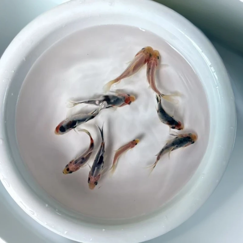 （好鱼连连）精品花草金冷水鹦鹉鱼冷水鱼小草金小金鱼