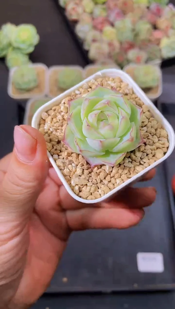 8075潘多拉量拍随机发一个