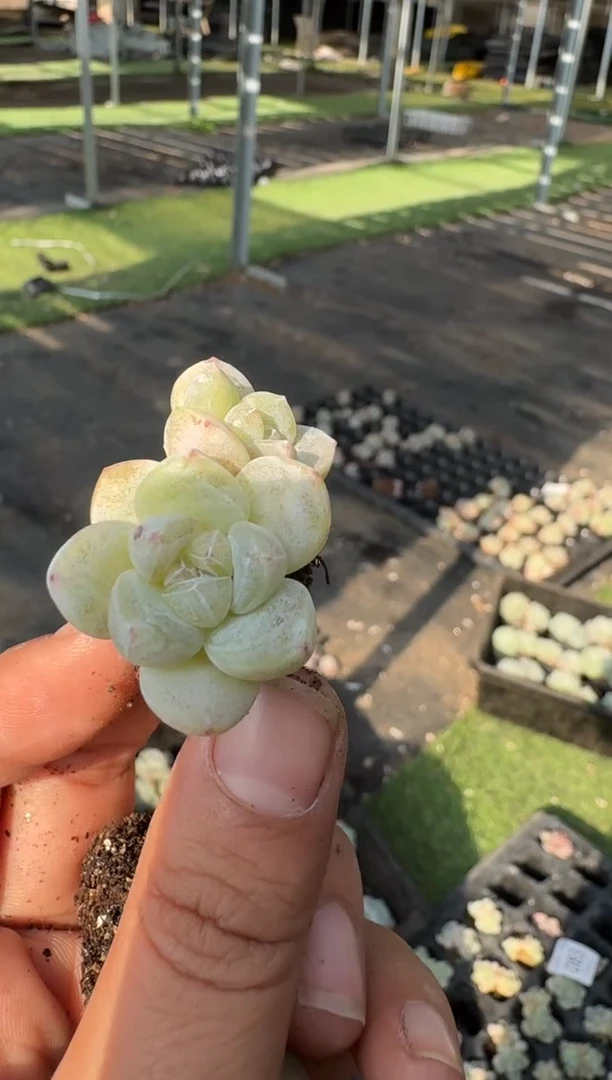 83号江北多肉-到手8棵