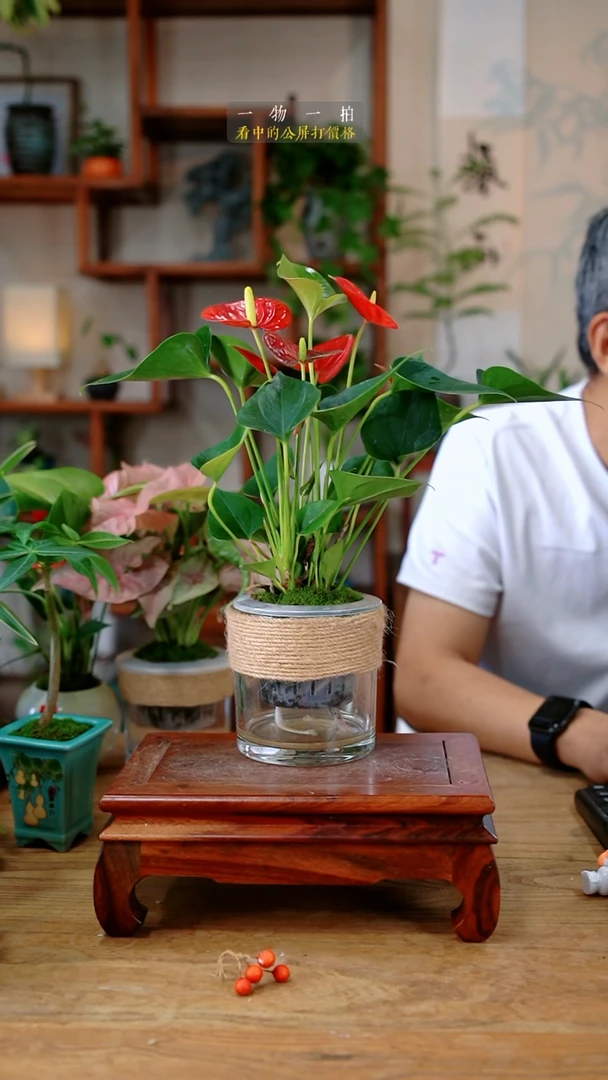 不开花植物佳水培红掌061