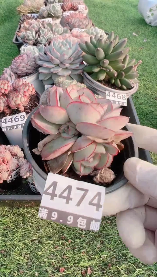 【闪购商品】信福多肉一物一拍