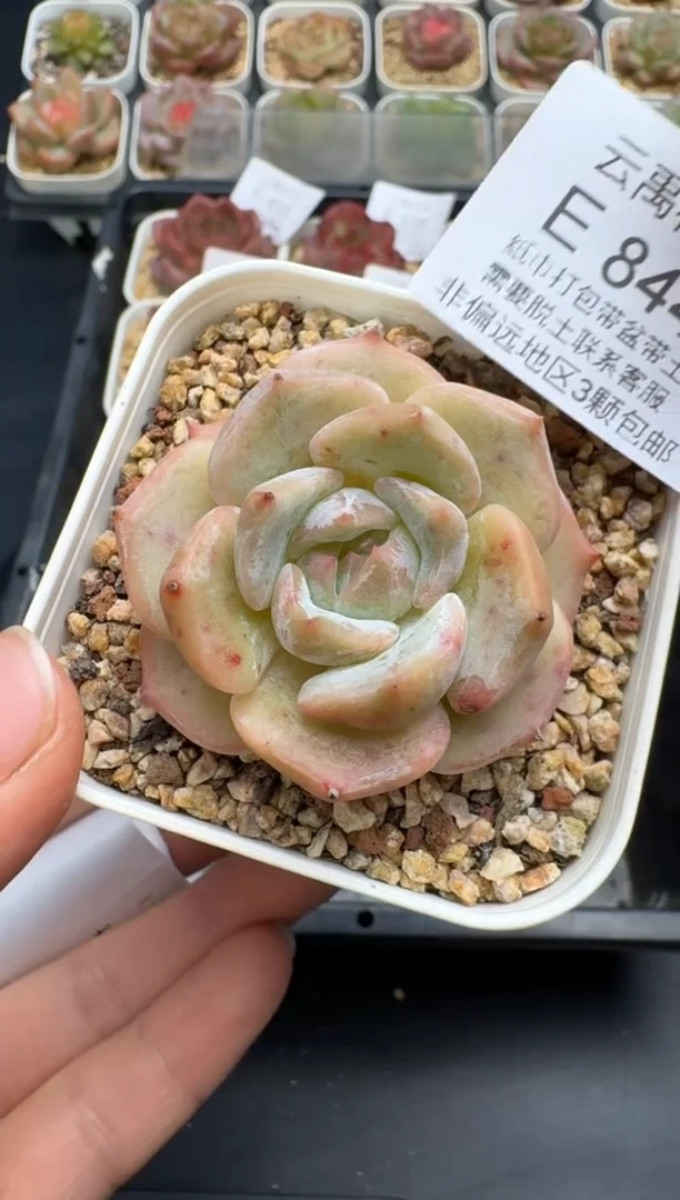 843E云禹多肉植物 带盆土纸巾打包 当天拍3颗包邮