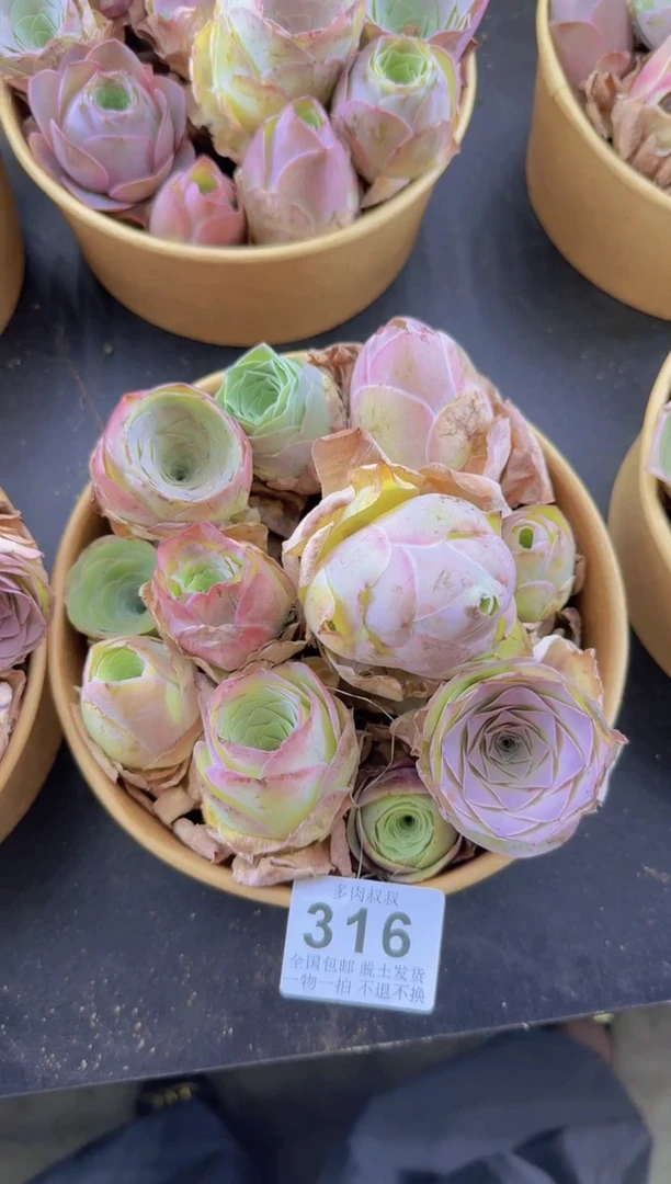 山地玫瑰花篮--316