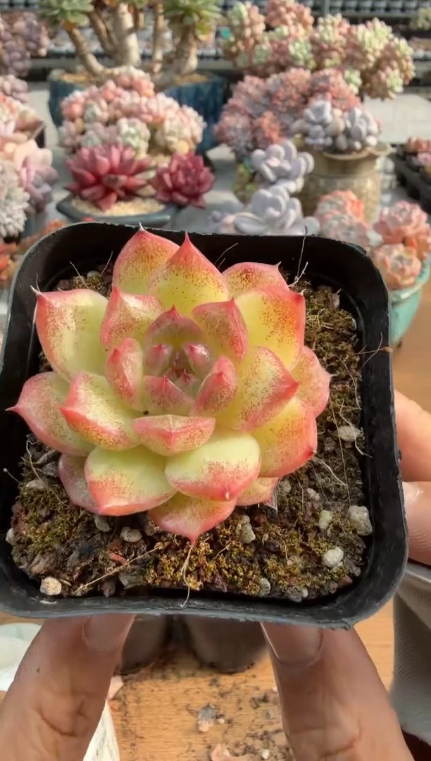 东云多肉园二店-588