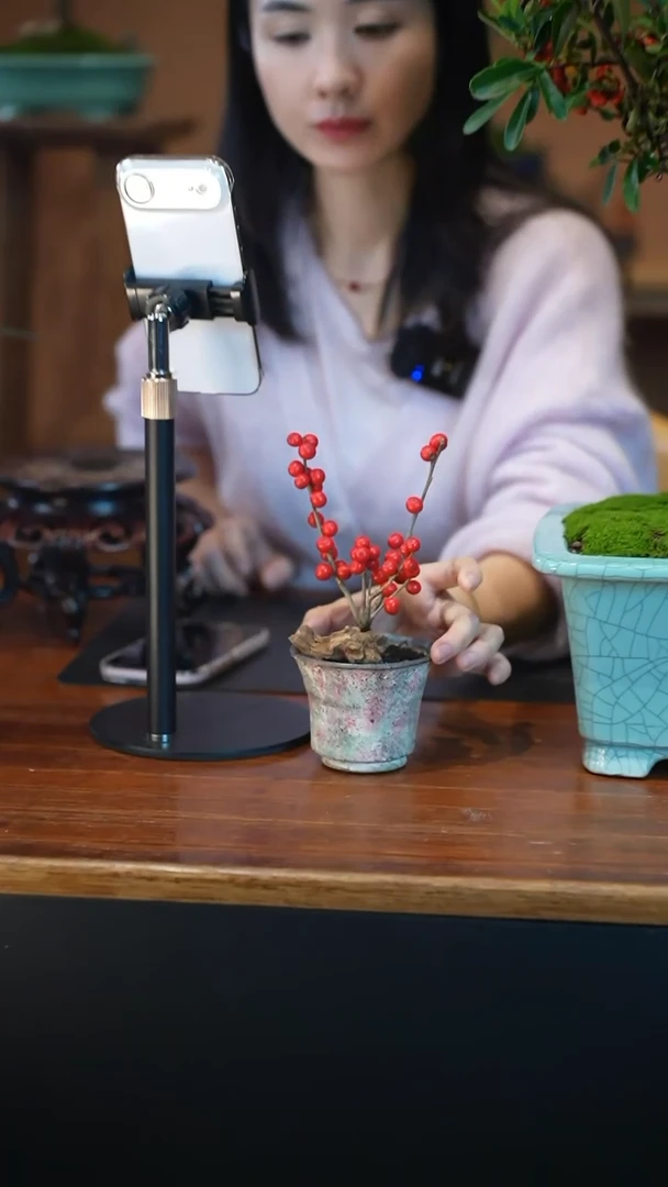 全部花朵冬青盆景盆景