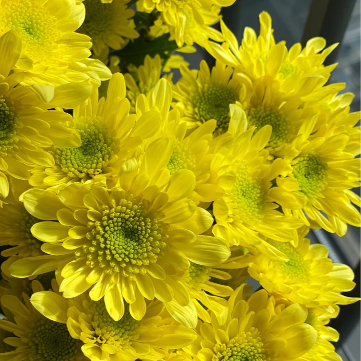 【夏日缤纷】瑞黄小雏菊8-10支