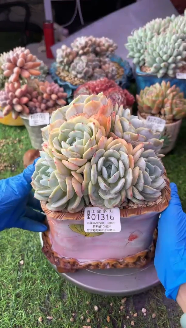 昆明印象多肉01316