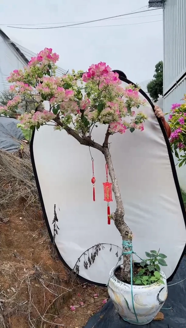 【闪购商品】盆景绿樱