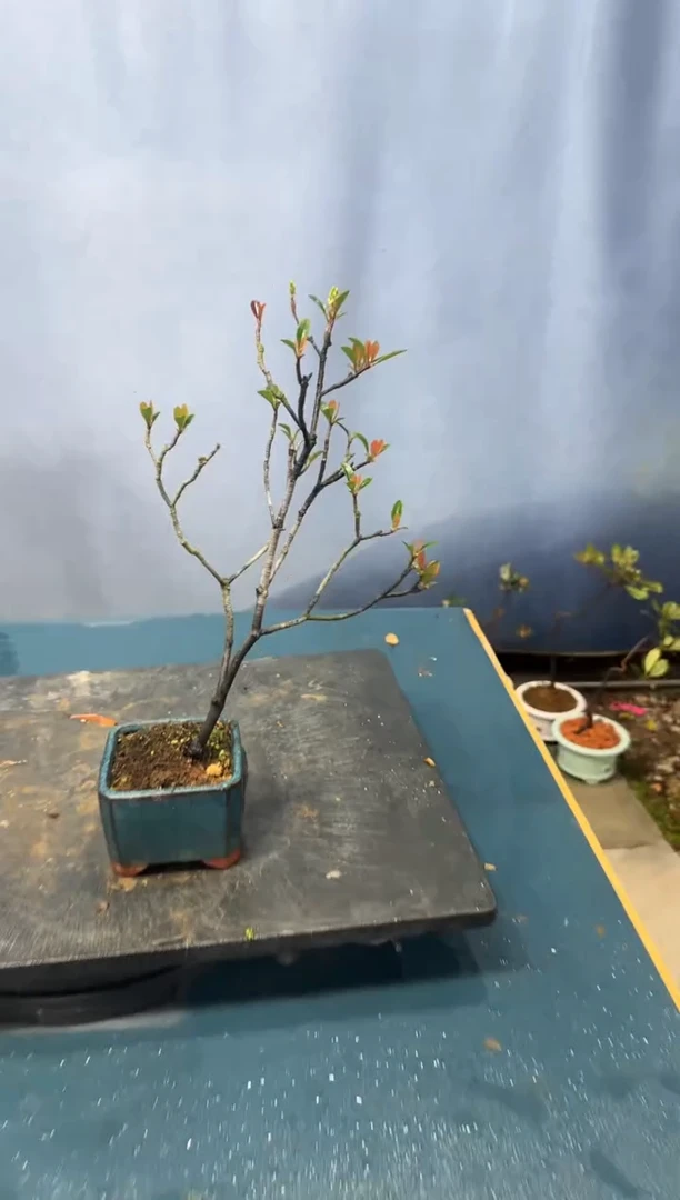 【闪购商品】盆景春花