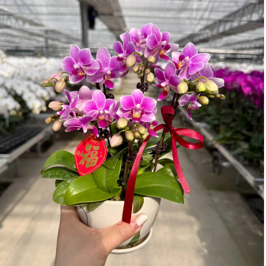 蝴蝶兰1.7寸精致小型兰花办公桌装饰顺丰包邮