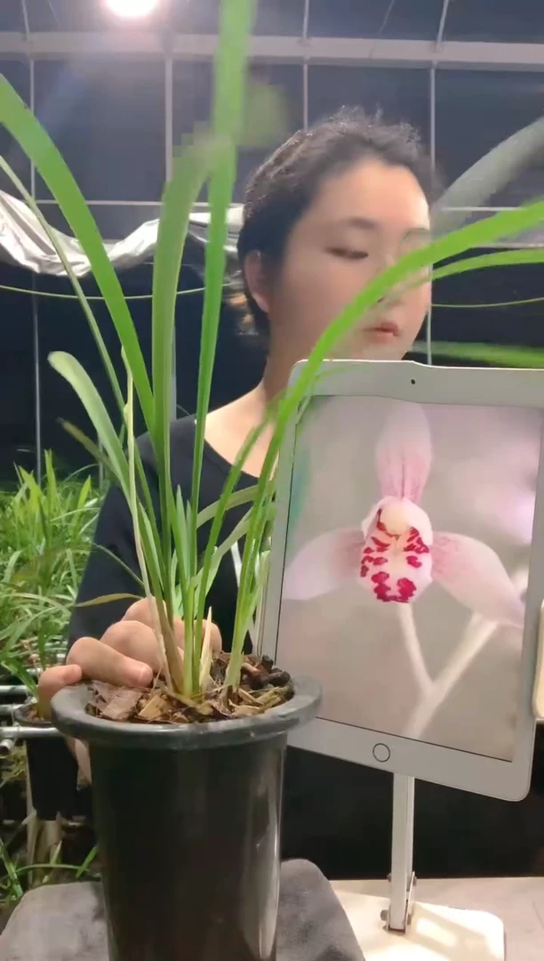 大部分开放少量花苞大*云卉
