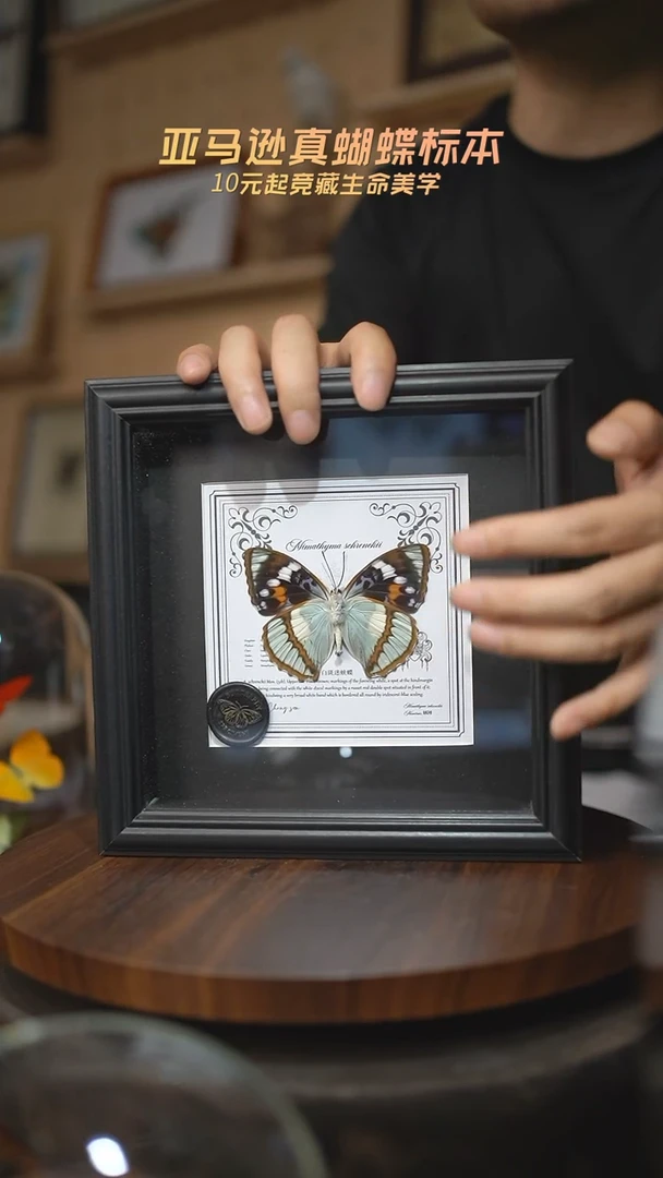 有机玻璃白斑迷蛱蝶反面7寸欧式方框