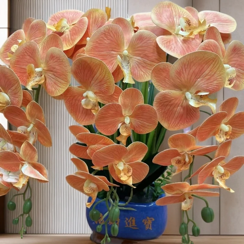 鲑鱼蝴蝶兰带花剑发货