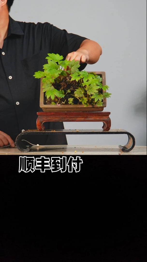 无花朵v596姬丹顶bubaoyou