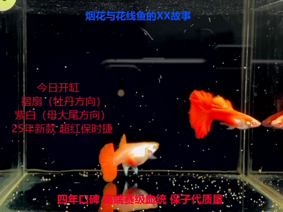 孔雀鱼花线褶扇白子高端带胎体验1对