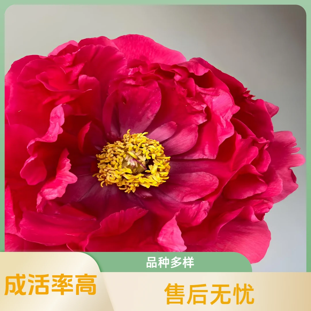 儒花菏泽牡丹.一物一拍【先发肥料秋季发苗】富贵牡丹5-10年树苗