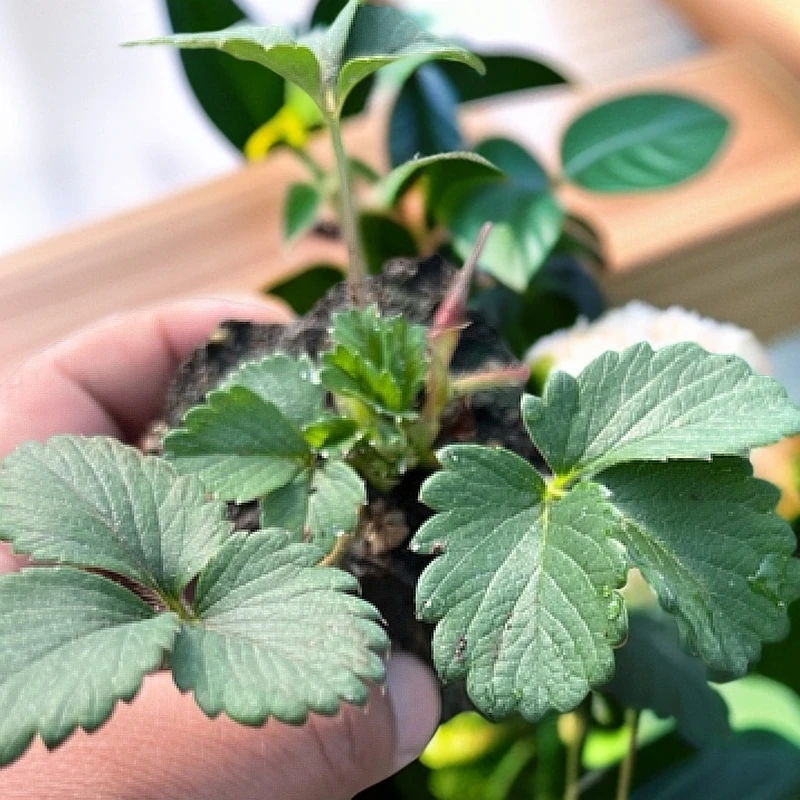 红颜  章鸡  妙香  淡雪  草莓苗穴盘苗盆栽桌面微景观