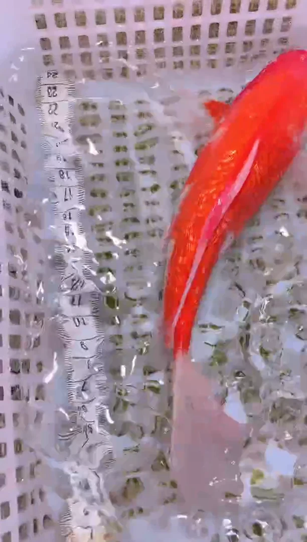 锦鲤冷水观赏鱼全场包邮85