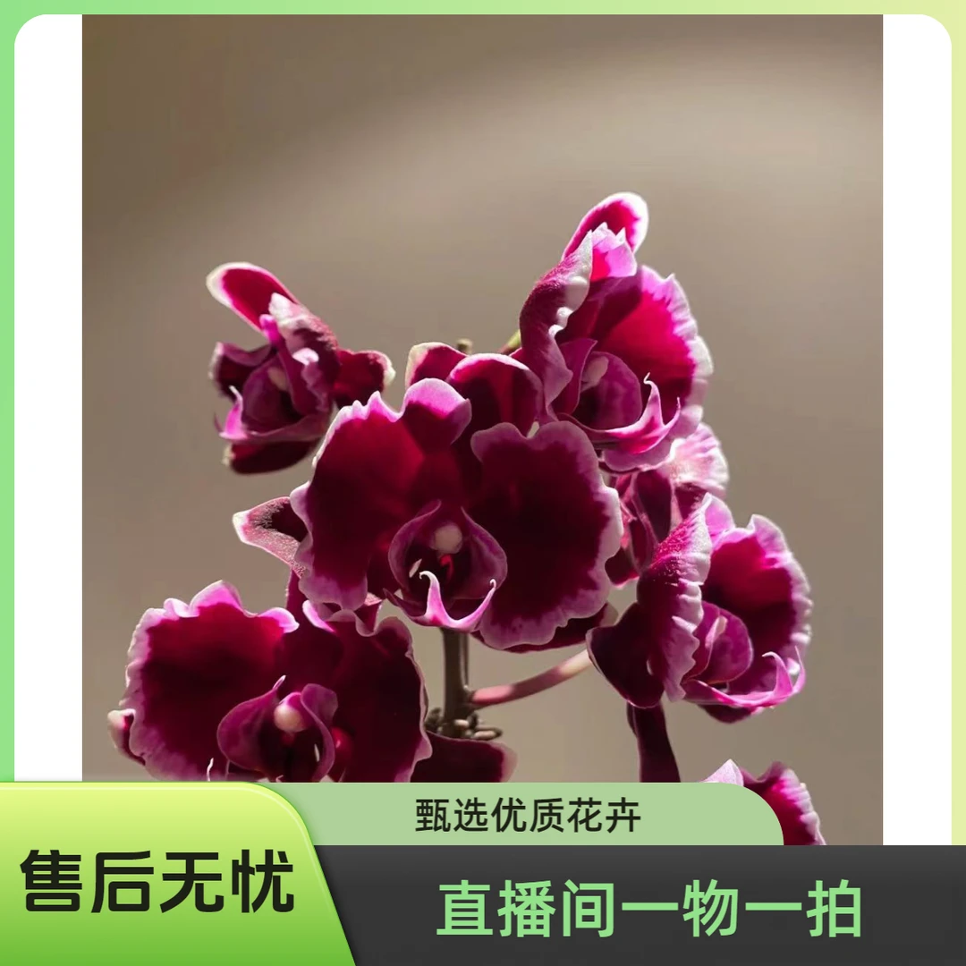 （颖姐甄选）蝴蝶兰 直播间专拍38-298（一物一拍）