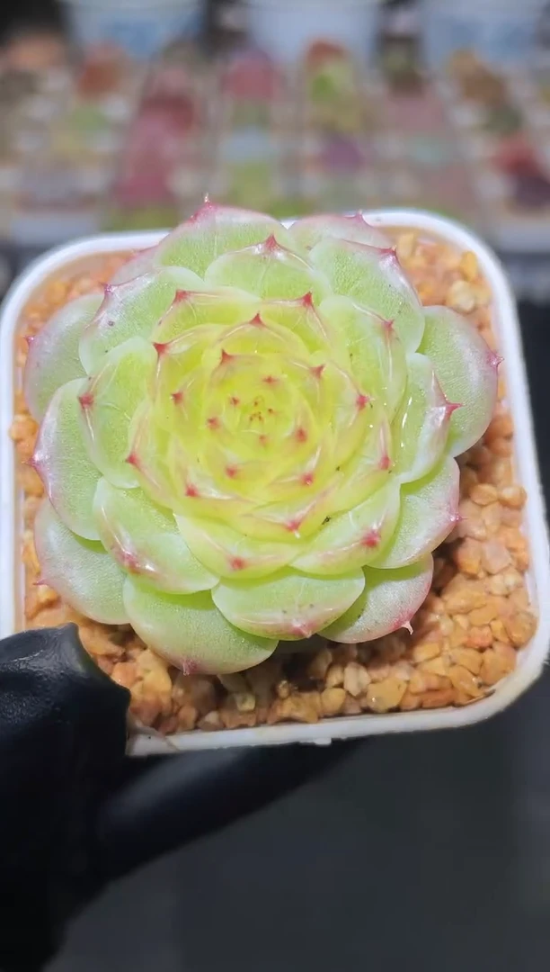 闪购2530 花朵y多肉一颗   4-4.5厘米
