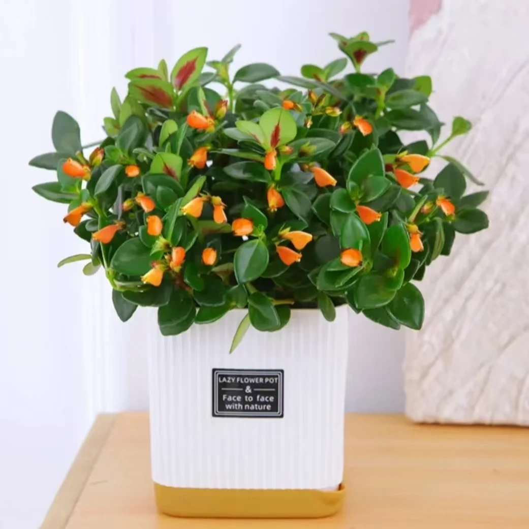 【金鱼吊兰带白盆】盆栽室内绿植除异味办公桌书房植物好养绿植花卉