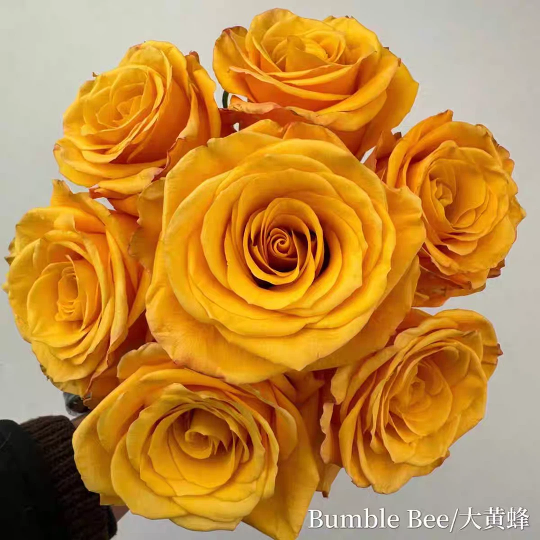 超新品厄瓜多尔大黄蜂月季进口切花玫瑰高杯庭院阳台盆栽四季开花