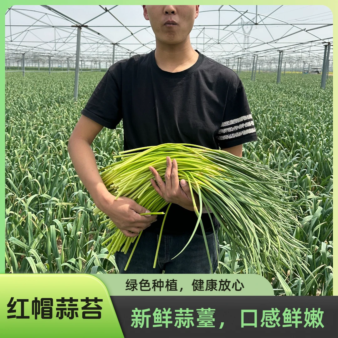 四大产地之一河南中牟2025红帽蒜苔自家现抽现发