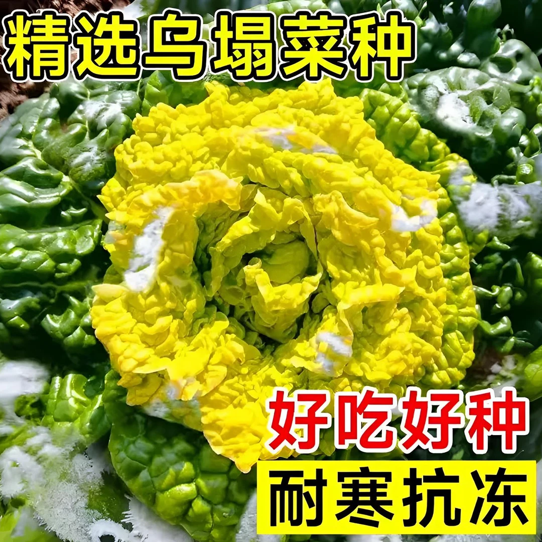 【黄心乌塌菜种子】正品耐寒黄心乌雪地金花耐寒秋冬季农家蔬菜种籽
