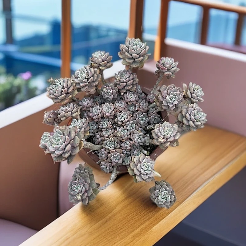 精控小朵粉布偶群生 多肉植物(  满18包邮 直播间展示为准)